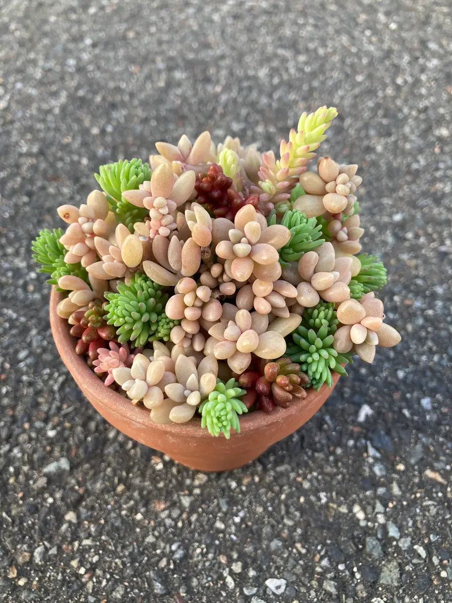 小さな寄せ植え♪姫秀麗 【公式通販】