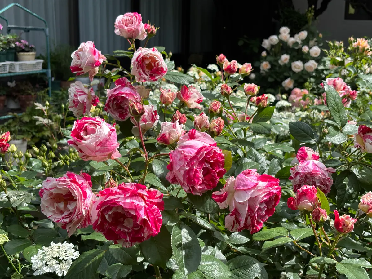 はなぞの様リクエスト【ドイツ】薔薇のピック 7本 【純銀】 オードブル