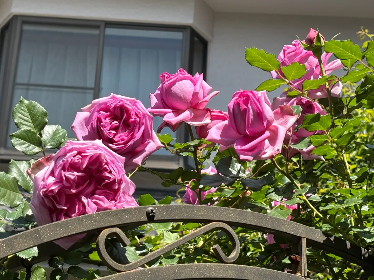 薔薇 ローズポンパドール バラの家 ローズ・ポンパドール デルバール 大苗