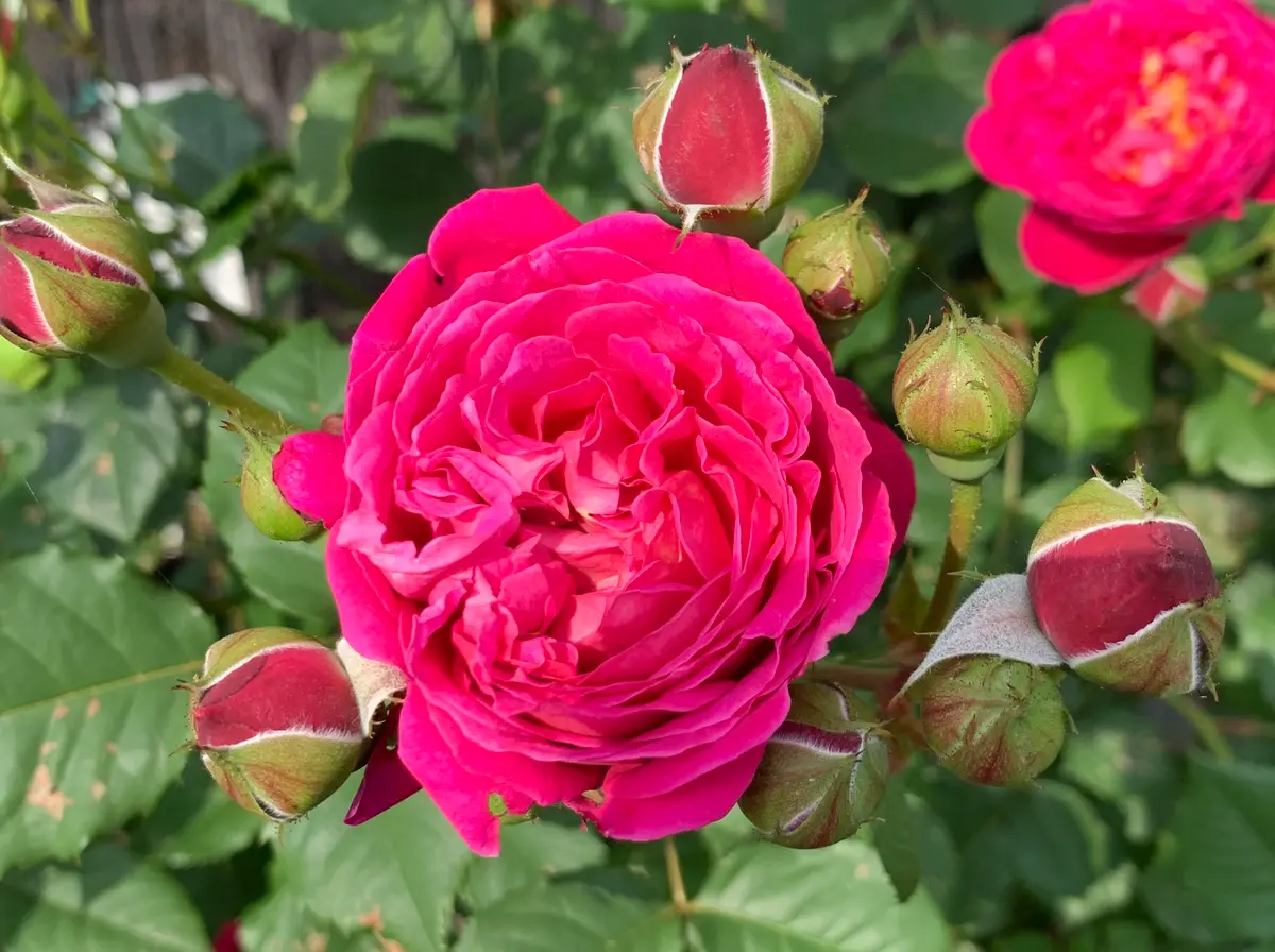 【売れ筋】 シベール「令和7年春の薔薇」のアルバム-みんなの趣味の園芸2449784 その他