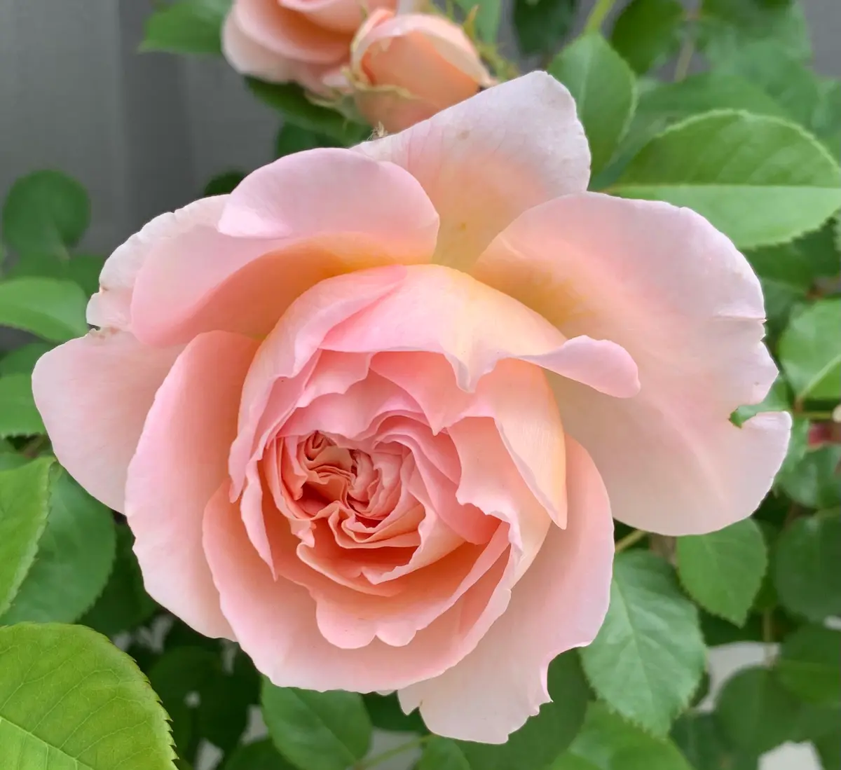 ウィリアム・モリス「令和7年春の薔薇」のアルバム-みんなの趣味の