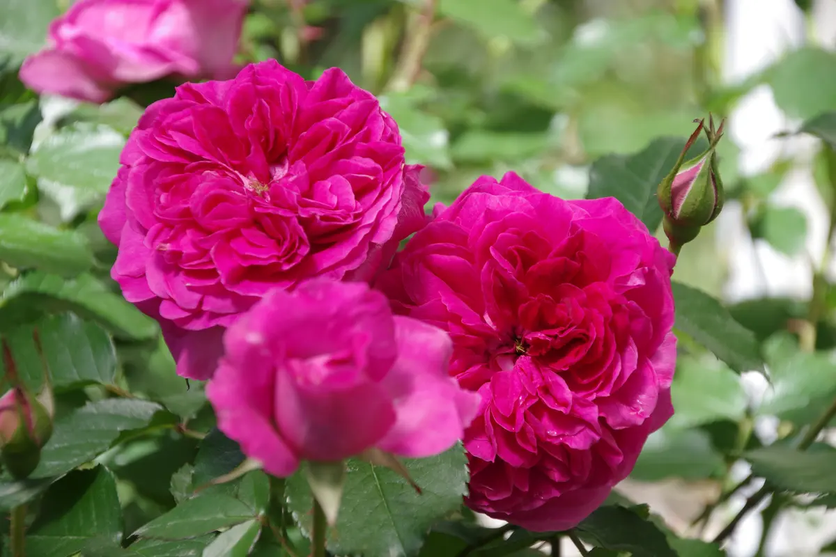 ロココ調レース＆薔薇の大型ジャンクジャーナル2025lp♥マリーの薔薇♥ ロココ調レース＆薔薇の大型ジャンクジャーナル2025lp♥マリーの