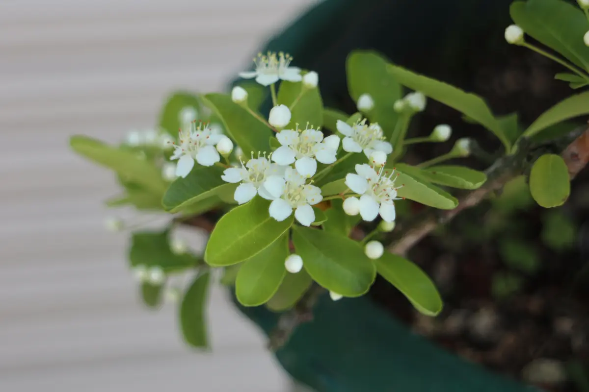 ピラカンサの白い花開花です。いいね！！「2025年盆栽もどきに挑戦」の