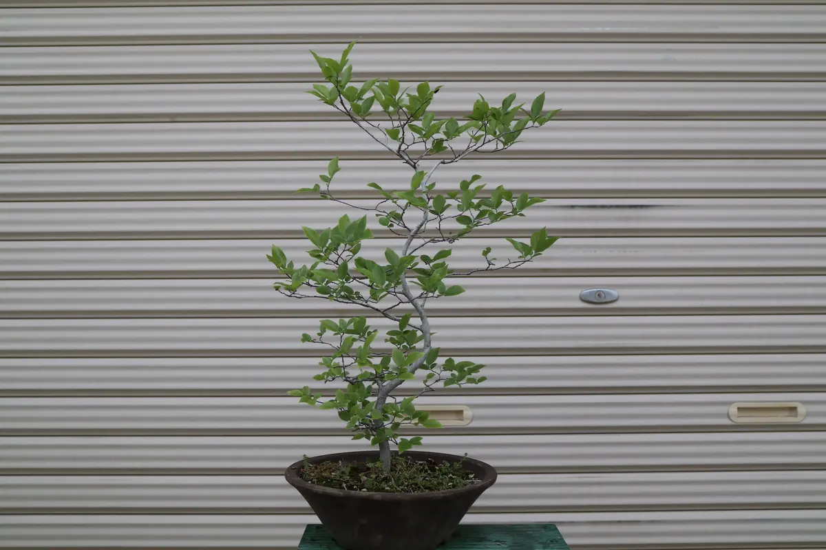植木、盆　名前や状態不明！　大きめ なまえ不明、種より生長を鉢植えに！「2025年盆栽もどきに挑戦」の