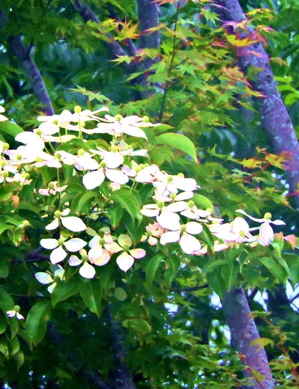 img_cache_a_74738_2_1749852941