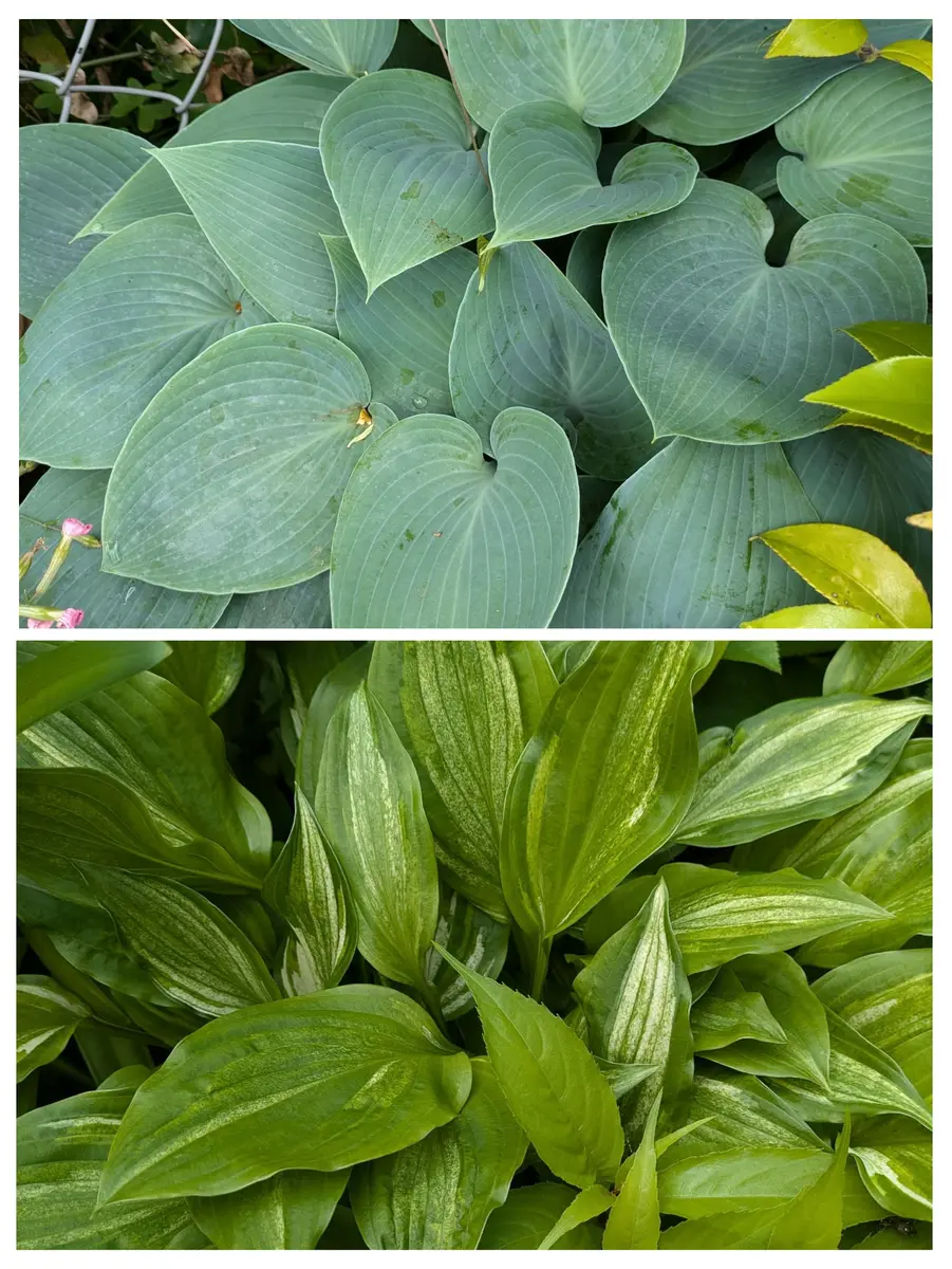 ギボウシ図鑑 ギボウシ（ホスタ）とは｜育て方がわかる植物図鑑｜みんなの趣味