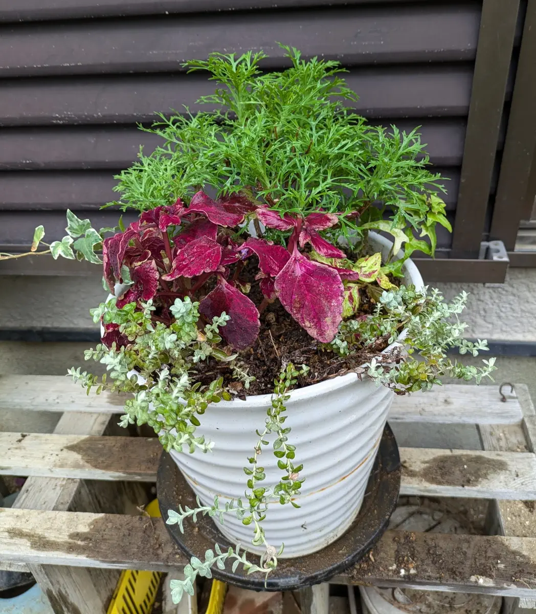 今朝 仕立て直した寄せ植えです。 ホ「大好きな花たち No7」の