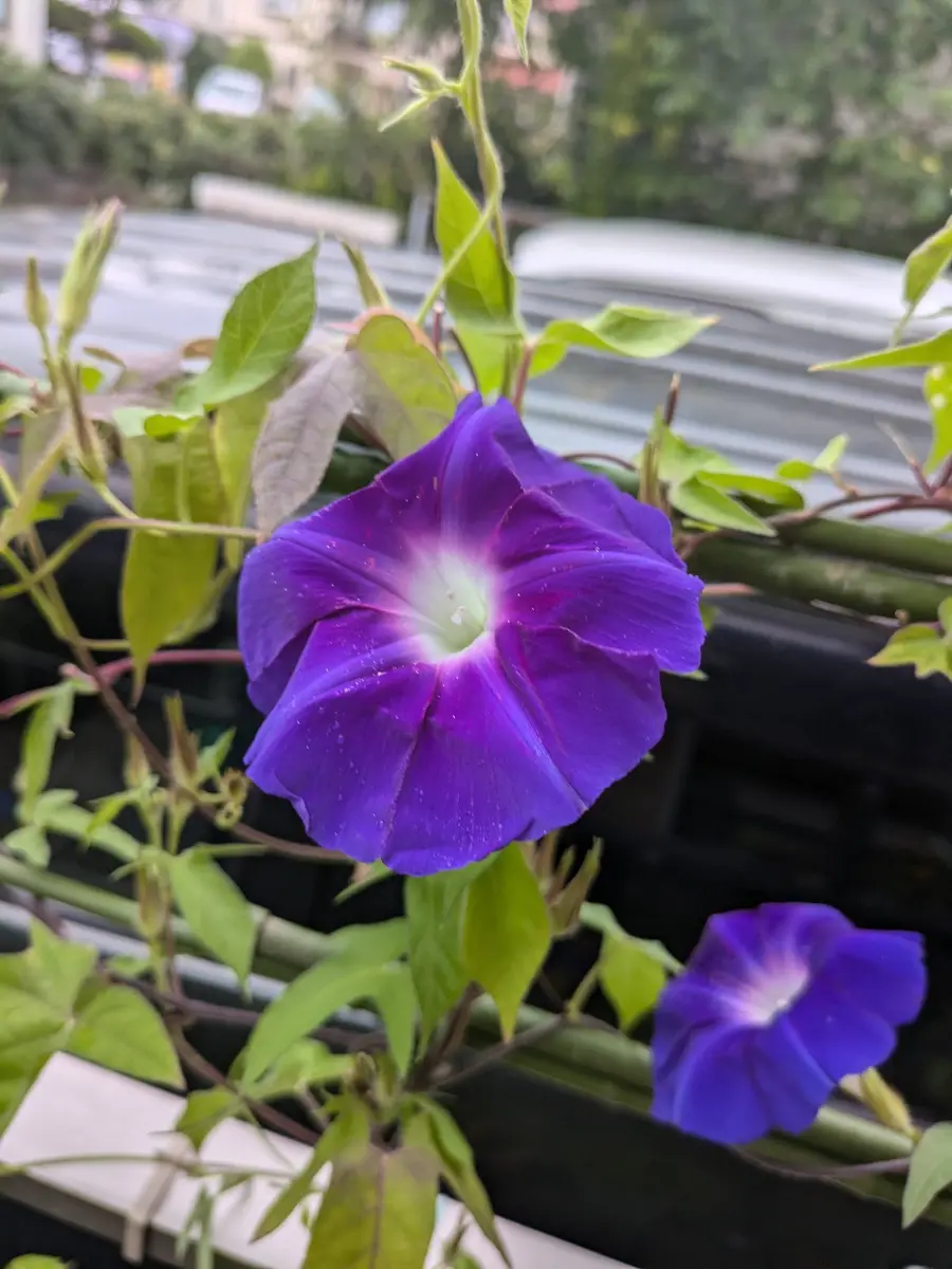 今朝咲いている朝顔を単独で。「大好きな花たち No7」のアルバム