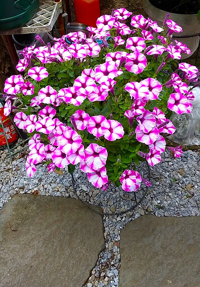 ラズベリージャム摘芯からの開花「カリブラコア・ペチュニア2025～」の