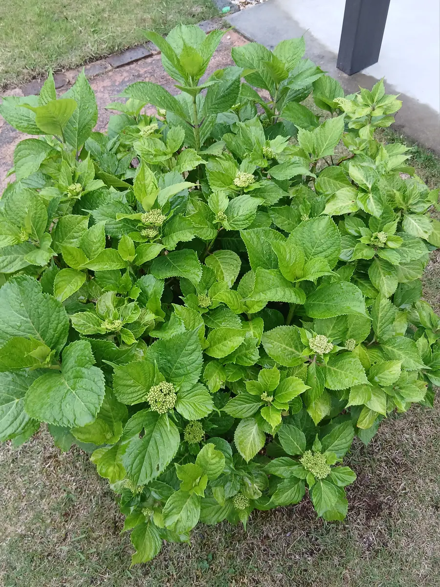紫陽花🎶ブルー系(西側地植え)みんな「私の庭にて🍀」のアルバム