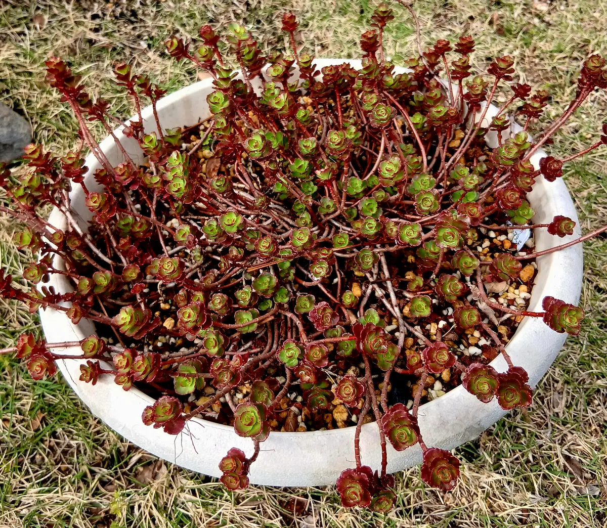 セダム ドラゴンズブラッド鉢植え軒下「多肉植物」のアルバム