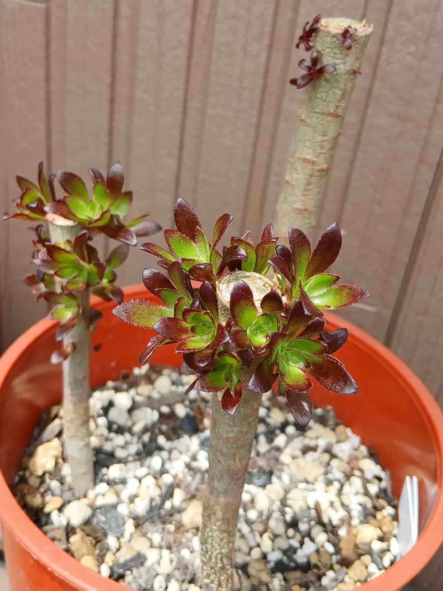 アエオニウム 多肉植物 黑魔法師1️⃣(大）抜き苗 アエオニウム