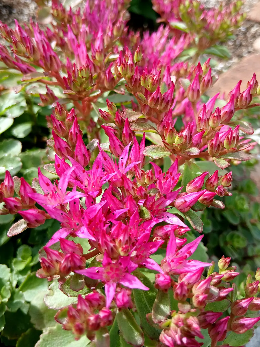 セダム'ドラゴンズブラッドの花🎵(地植「多肉植物」のアルバム