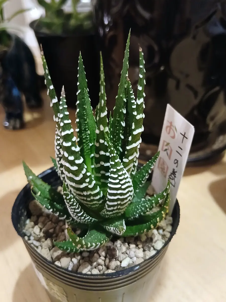 ハオルチア'十二の巻🎵一ヶ月以上まえ「多肉植物」の