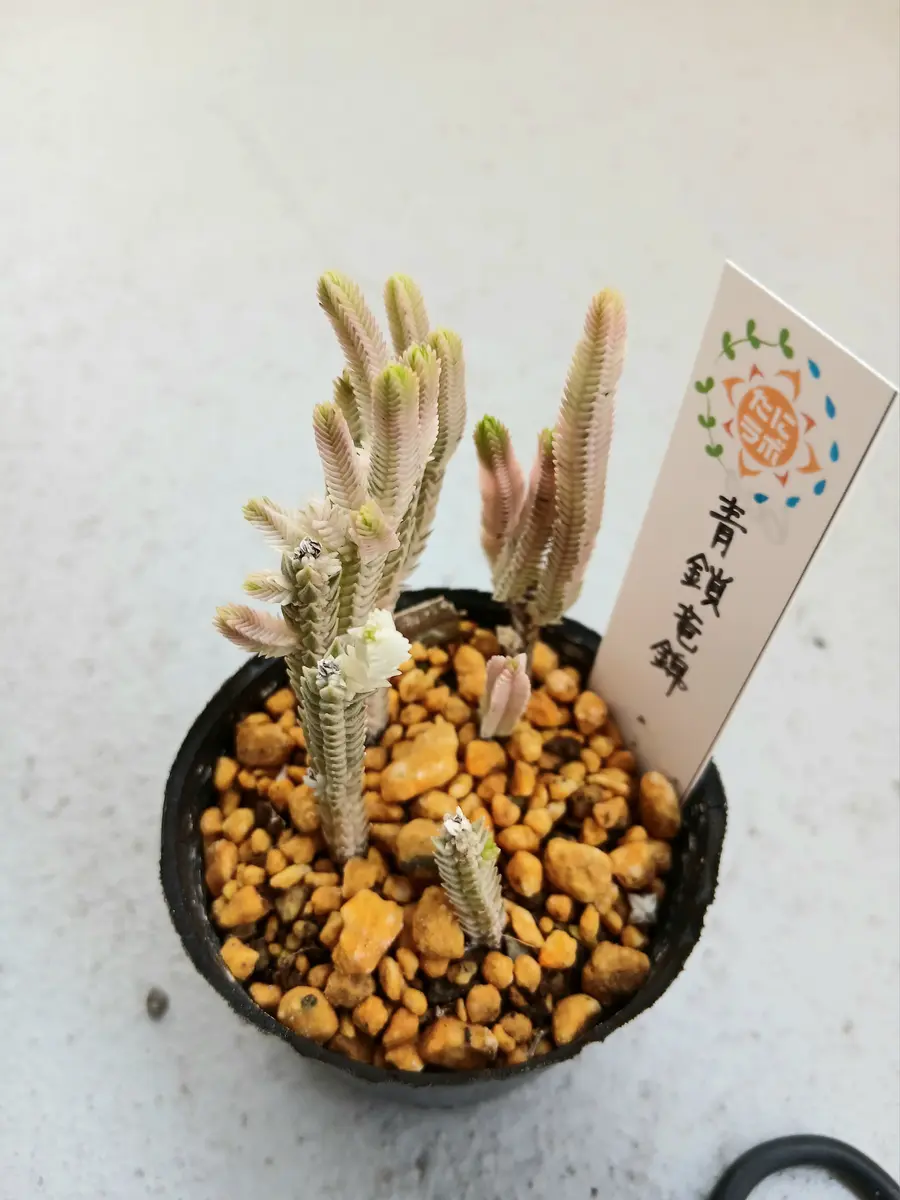 クラッスラ 青鎖竜(ｾｲｻﾘｭｳ)錦🎵(別名多肉植物｜アルバム写真