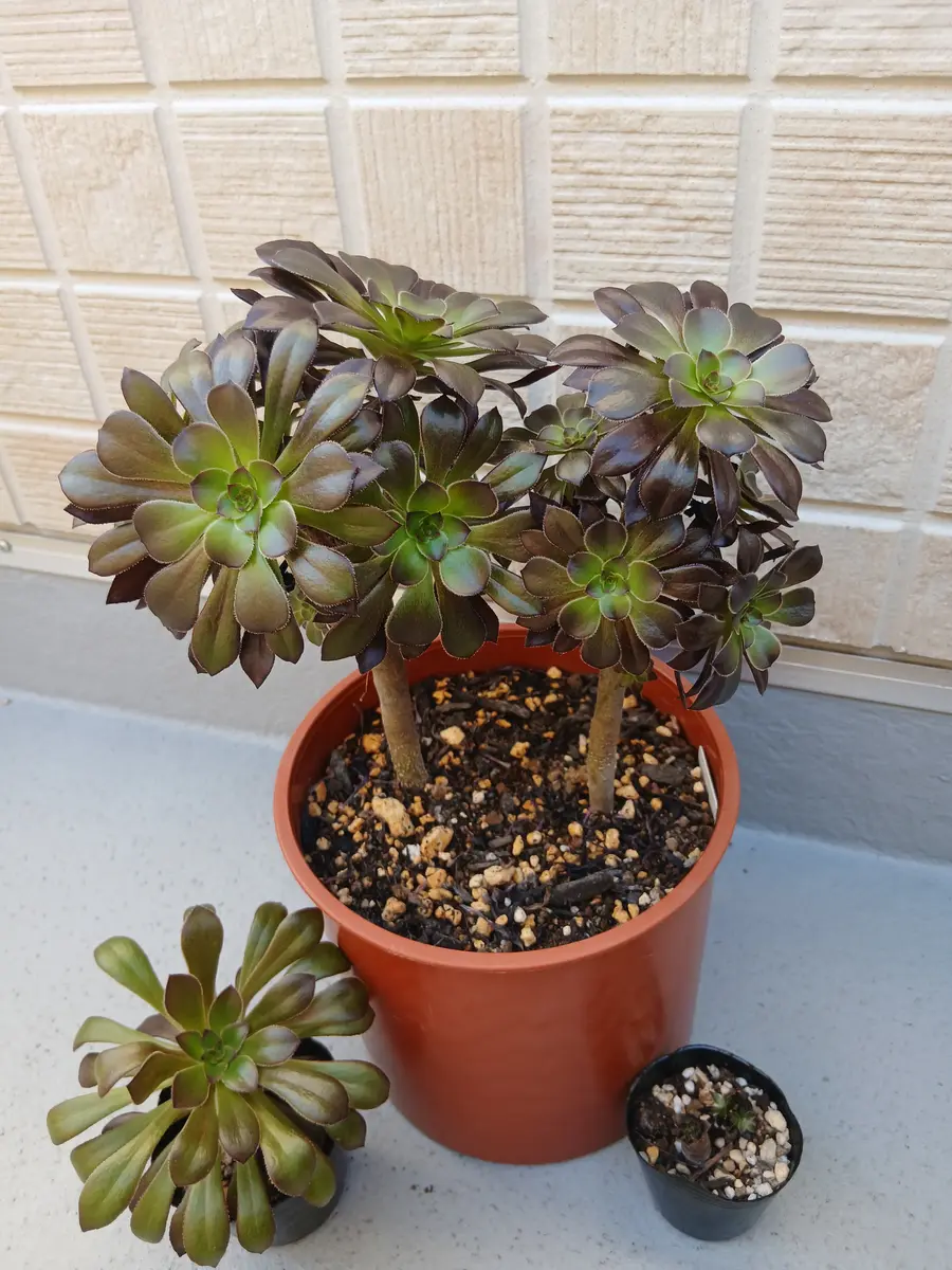 復活のアエオニウム黒法師🎵昨年、遅「多肉植物」のアルバム