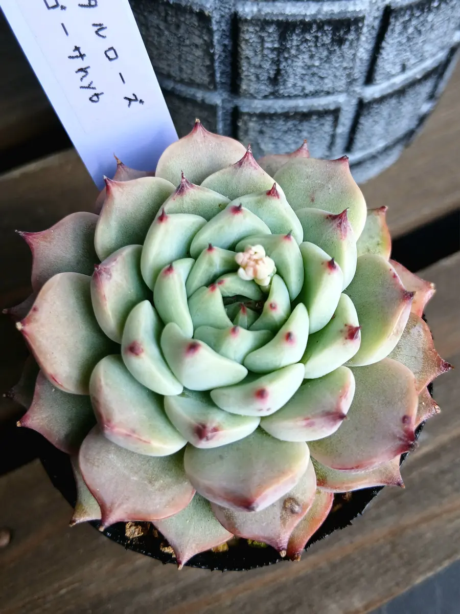 クリスタルローズ×ザラゴーサhyb(エケ「多肉植物」のアルバム