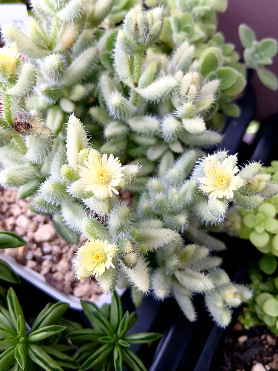 メセン科デロスペルマ 雷童錦(ﾗｲﾄﾞｳﾆｼｷ「多肉植物」のアルバム