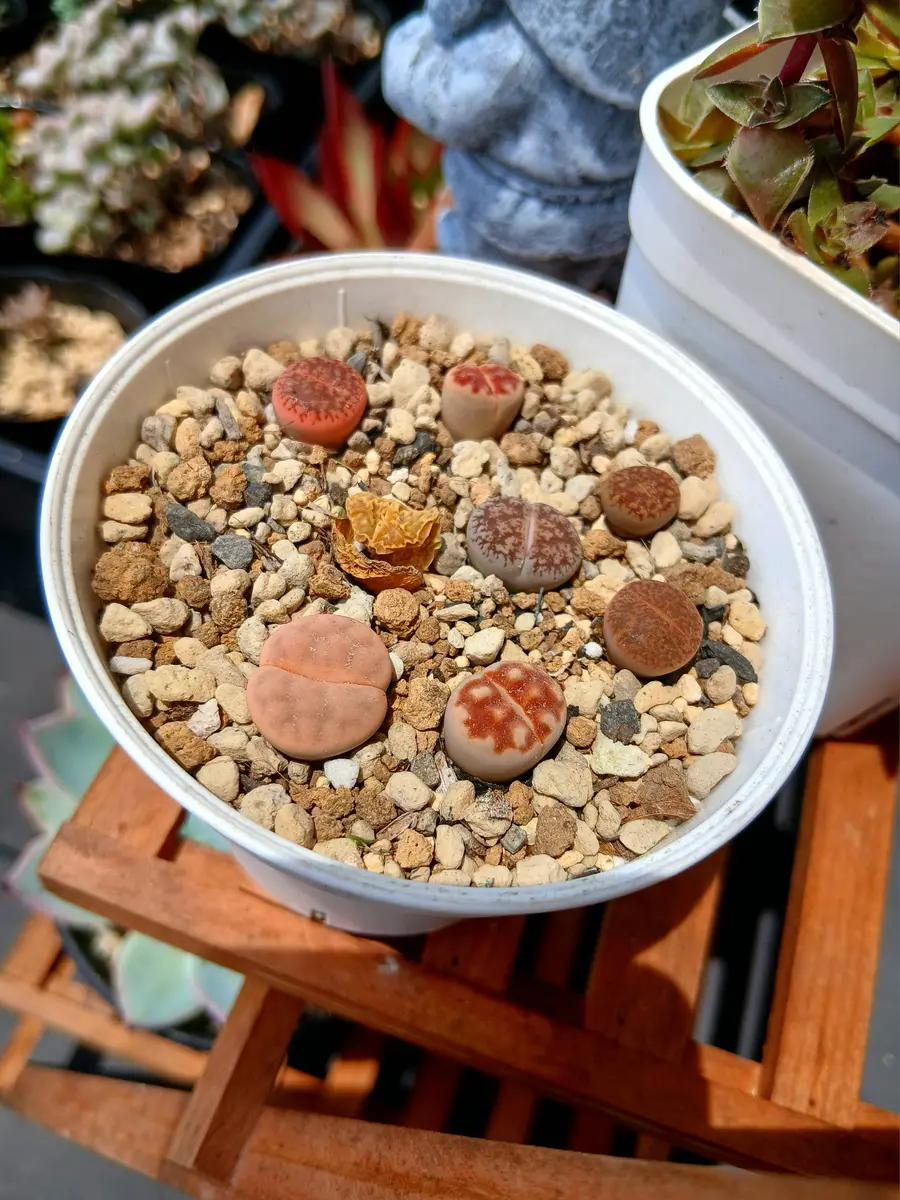 多肉植物　リトープス　入れ合わせ　品種たくさん　コメントください リトープス♬2026.8.18こ中一つ、干「多肉植物」のアルバム