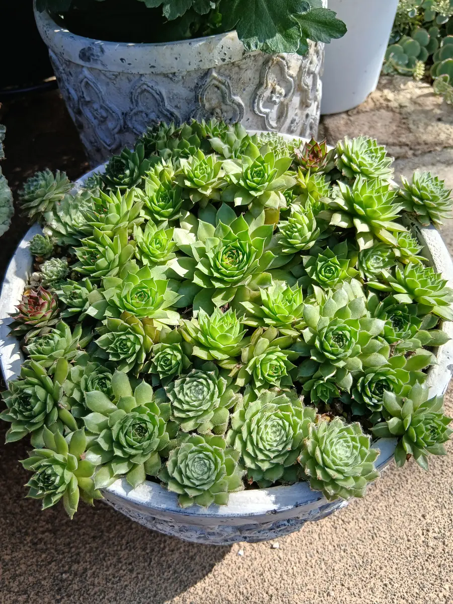 センペルビウムの寄せ植え♬テクトラ多肉植物｜アルバム写真