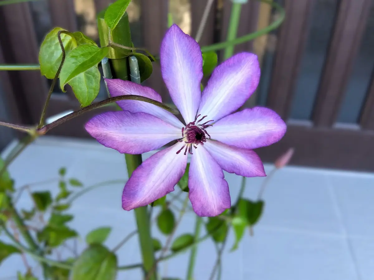 ジョンポール２　２年生　クレマチス ジョンポール2 2年生 クレマチス 【公式通販】