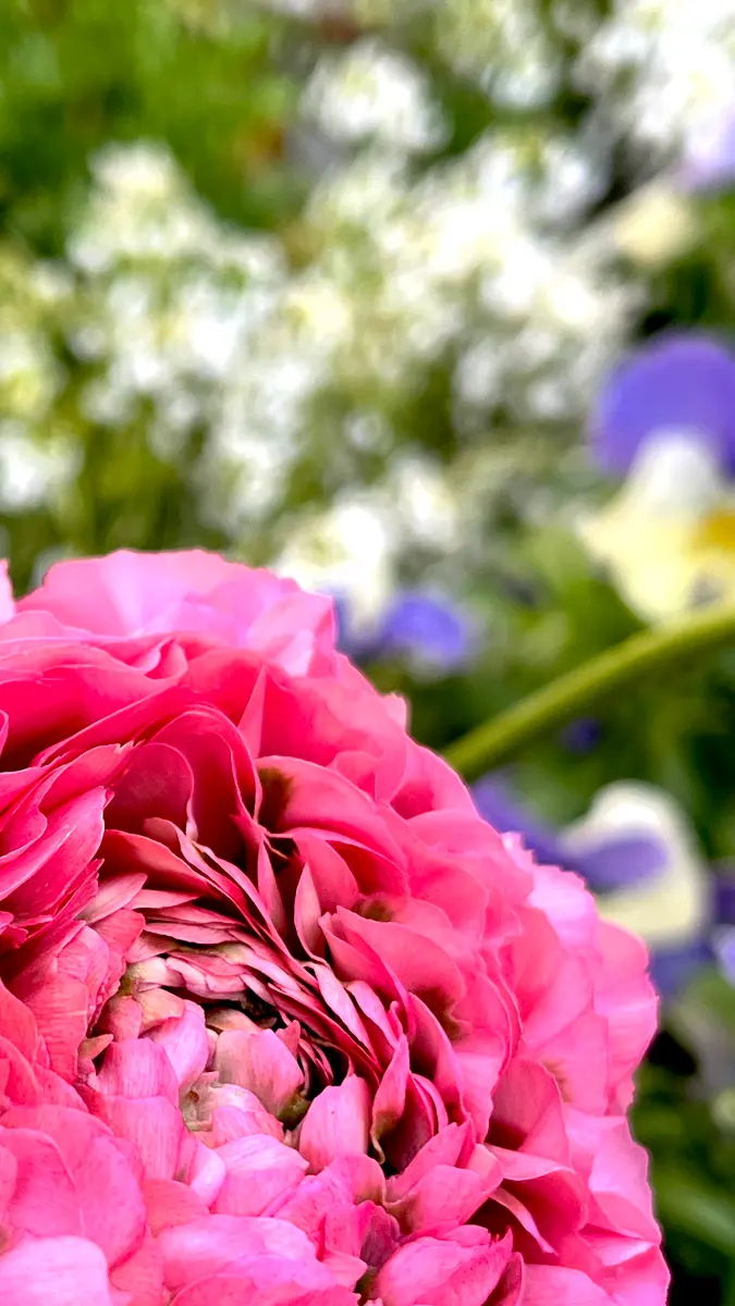 ポンポンアリス「ラナンキュラスポンポン」のアルバム-みんなの趣味の