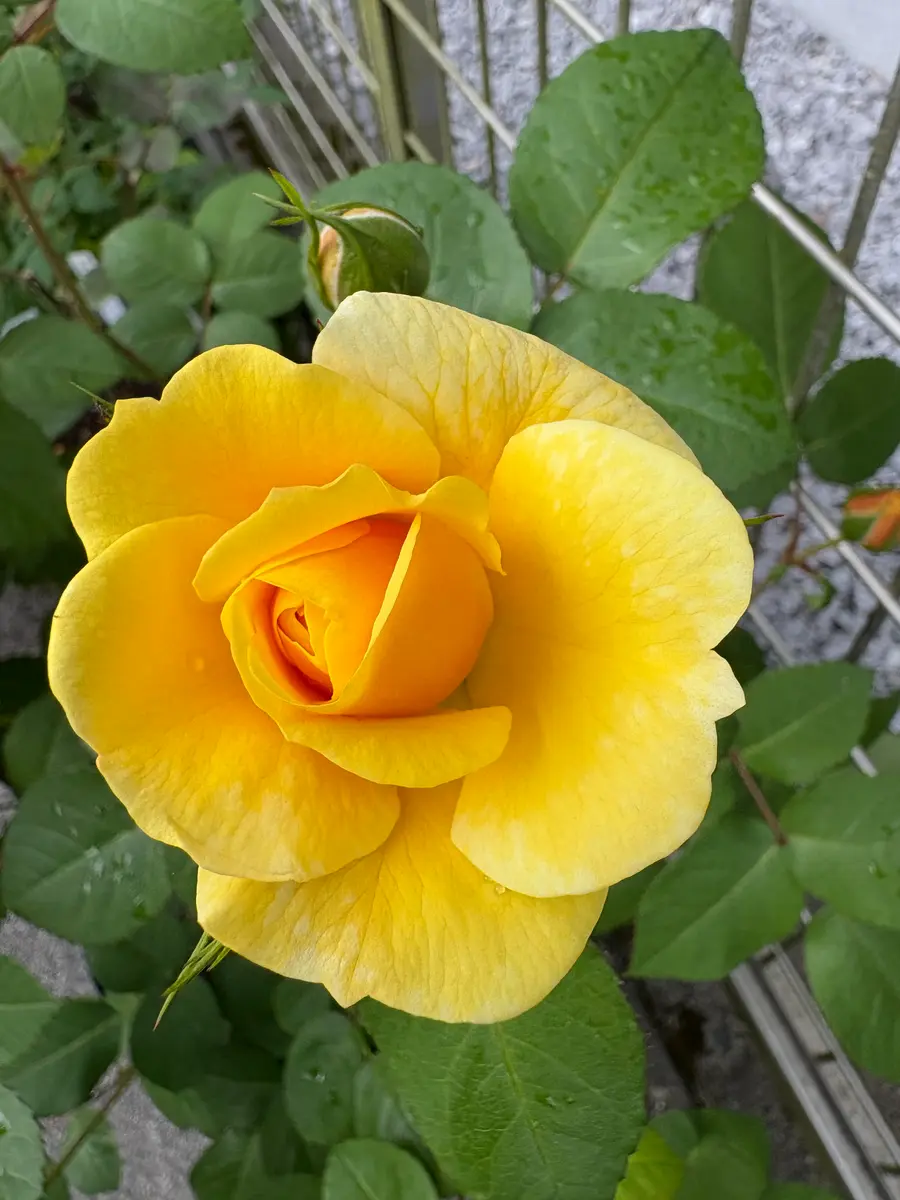 バラ スマイルハニーローズ くまのプ「家の庭 2025年 薔薇が咲く頃