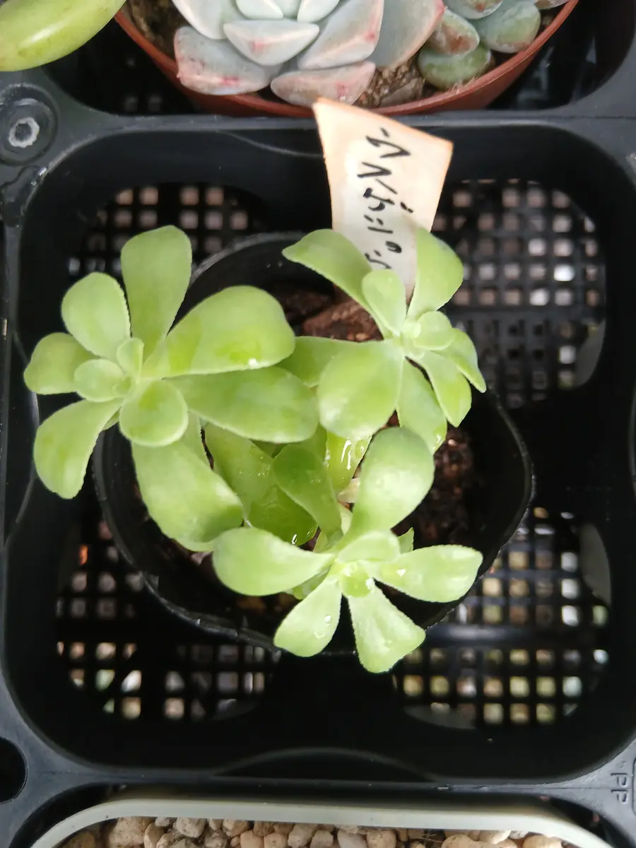 セダム'ウスゲショウ🎵ぬき苗をいただ「多肉植物」のアルバム