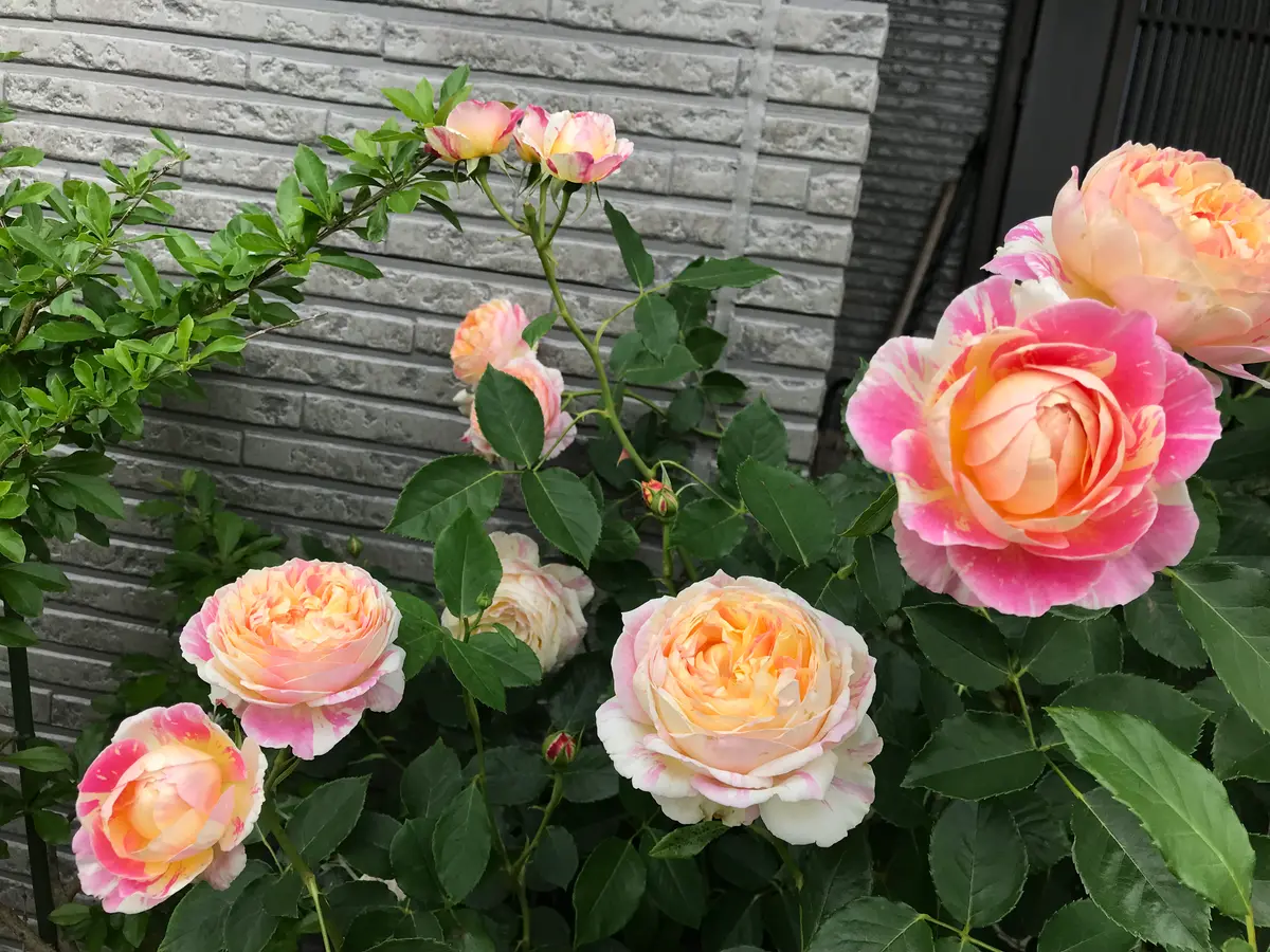 クロードモネ「2025年バラの記録」のアルバム-みんなの趣味の園芸2454475