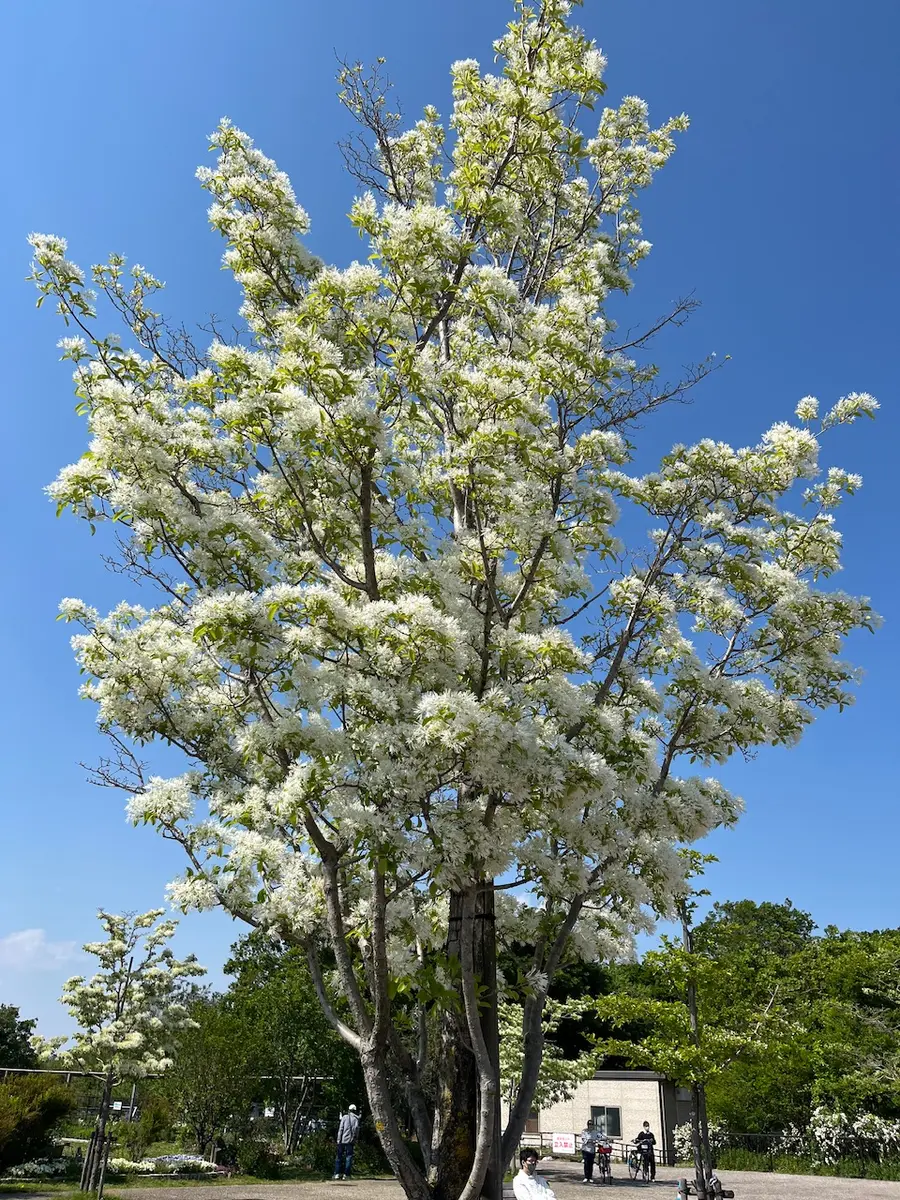 ナンジャモンジャの木別名ヒトツバタゴ「2025/4/29江南フラワー