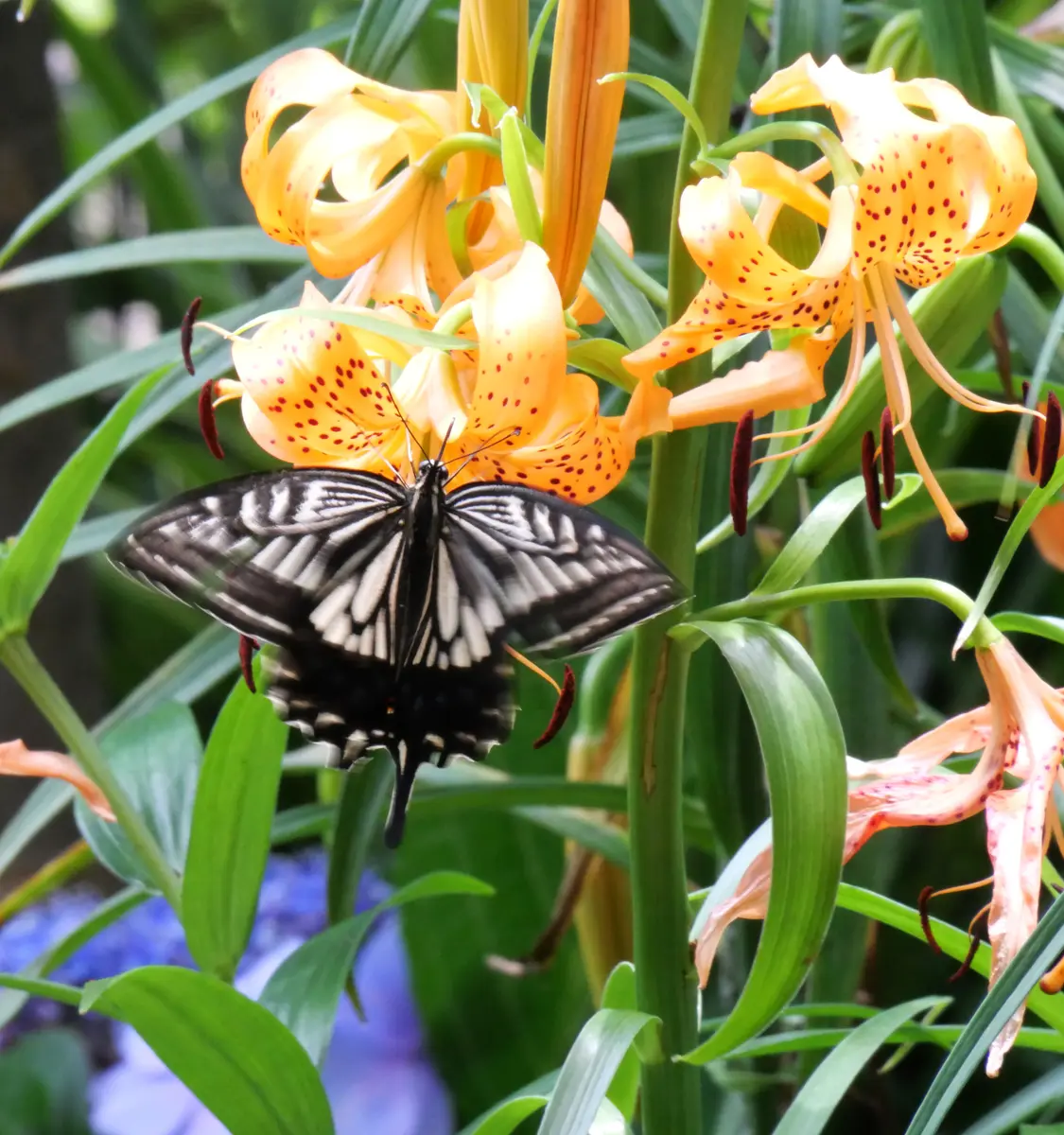 コオニユリにアゲハ蝶がやってきました🦋「5月〜6月の初夏の花」の