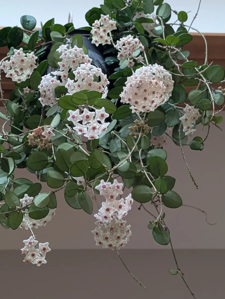 7 ホヤ　マチルダ　中斑入り　桜蘭　レア品種 7 ホヤ マチルダ 中斑入り 桜蘭 レア品種 サクララン・ホヤ(観葉植物