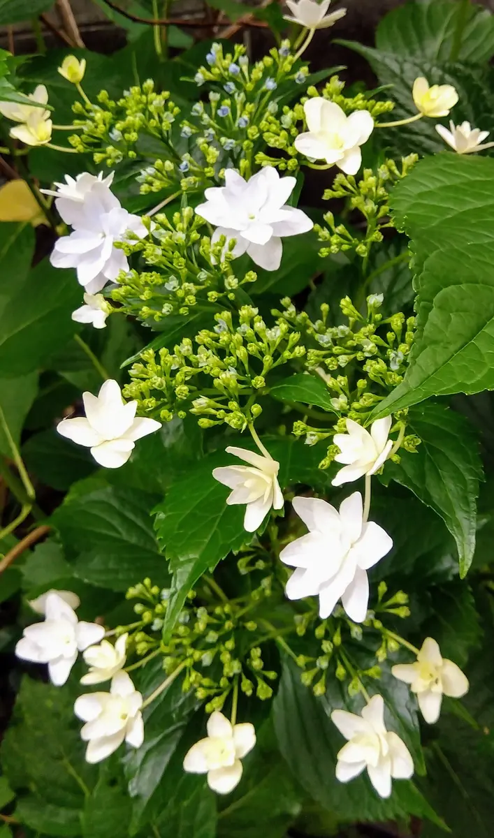 紫陽花（隅田の花火）「2025年の花たち」のアルバム-みんなの趣味の