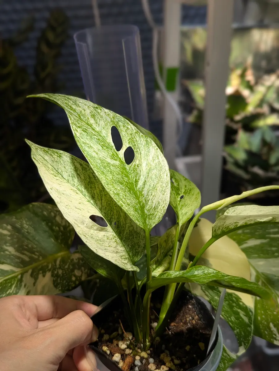 超絶希少 モンステラ ラニアータ モトルド 超希少❗️モンステラ ラニアータ モトルド✨ 希少 モンステラ