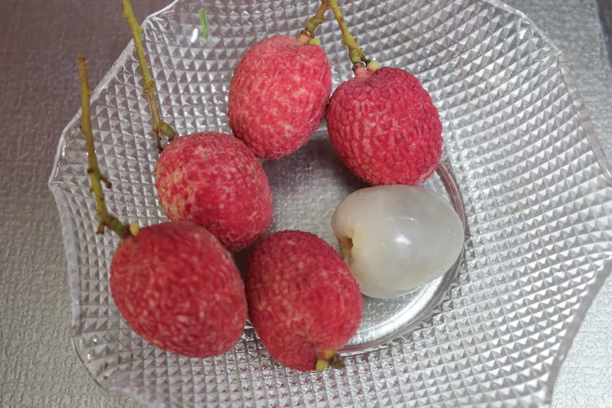 収獲しました味見も満足^^;庭へ地植「島津ライチ」の 収獲しました味見も満足^^;庭へ地植「島津ライチ」の