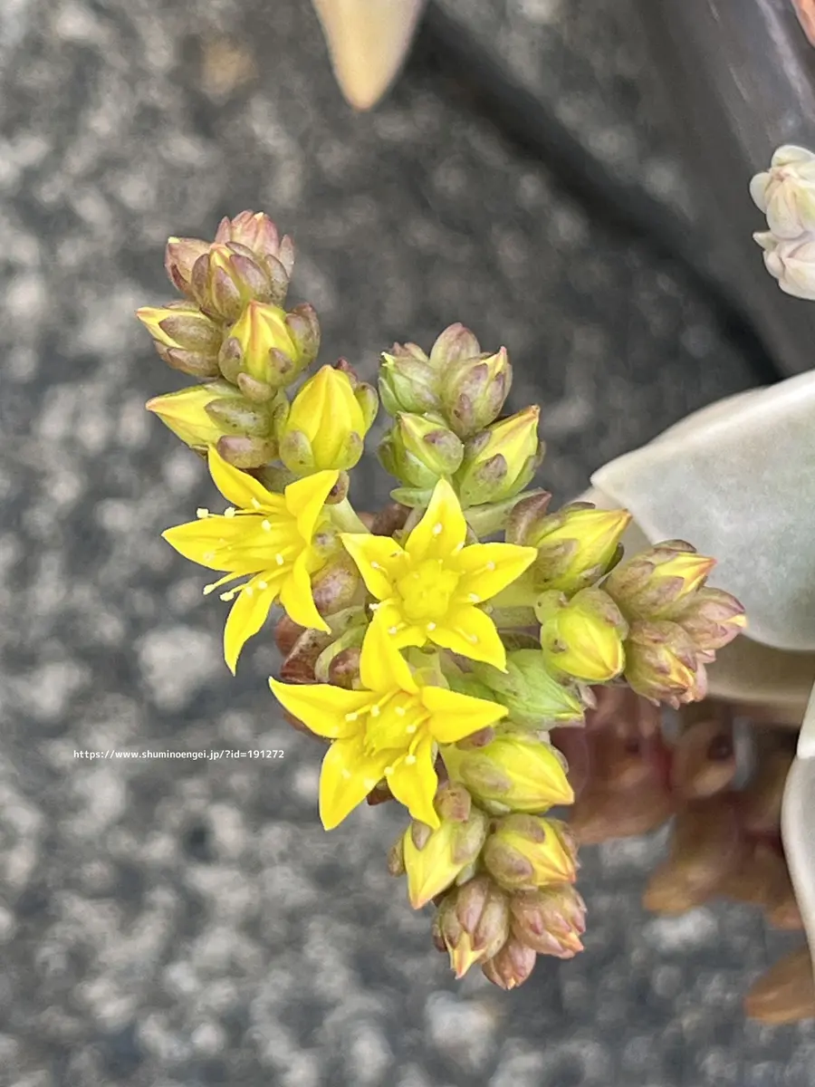 セダム/ホワイトストーンクロプ「多肉植物の花 まとめ」のアルバム