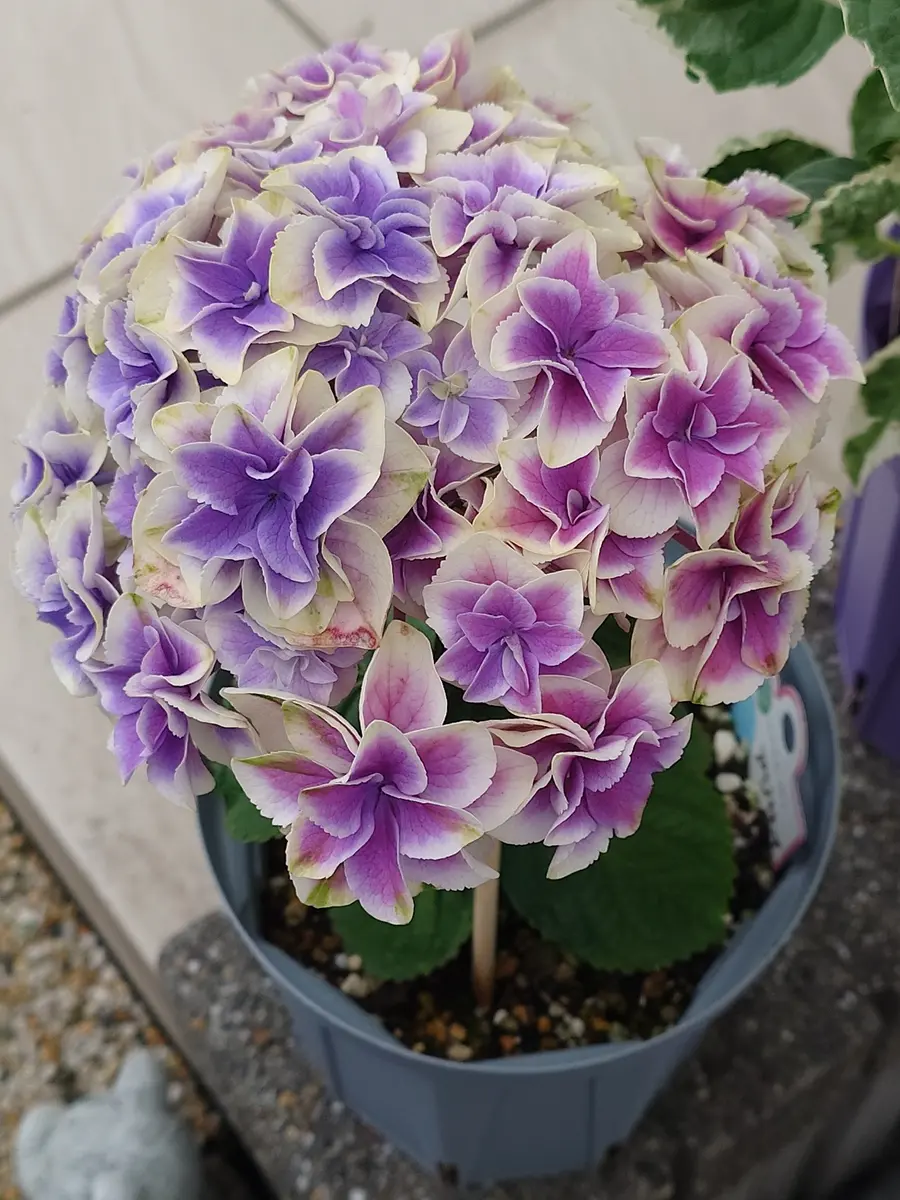 旭日昇天何だか色が変わってきて···「アジサイ」のアルバム