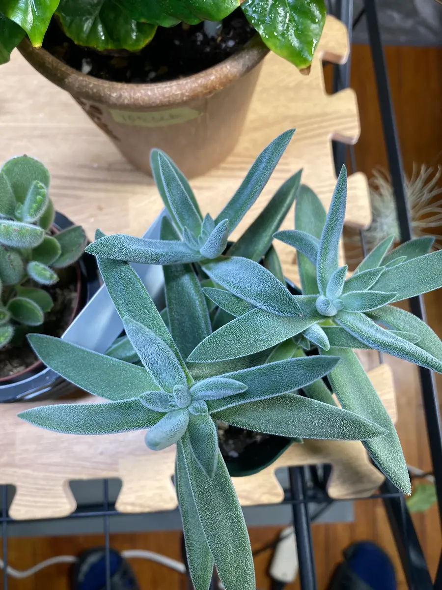 多肉植物        ラージフォーム クラッスラ ラージフォーム。上から見「日常」のアルバム-みんなの