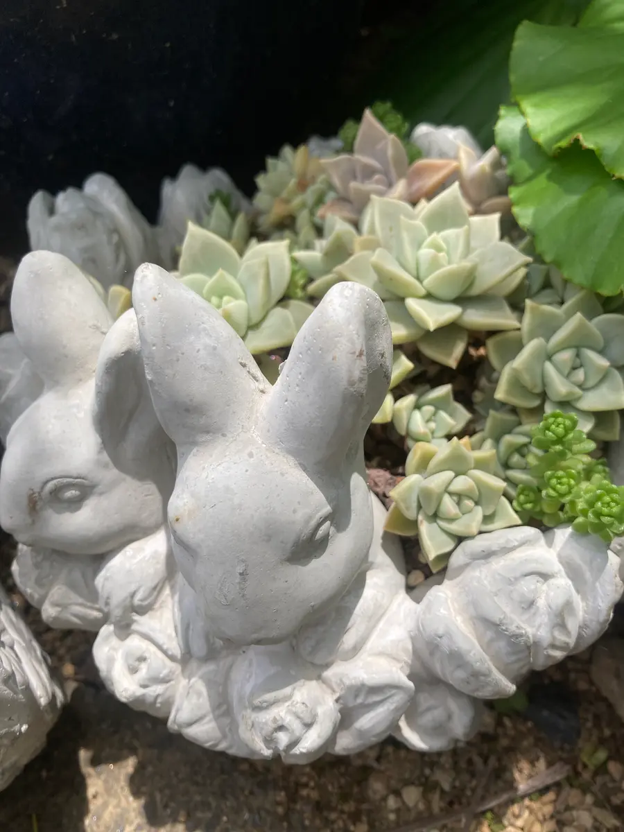 葉挿しから育てた白牡丹。「多肉植物」のアルバム-みんなの趣味の園芸