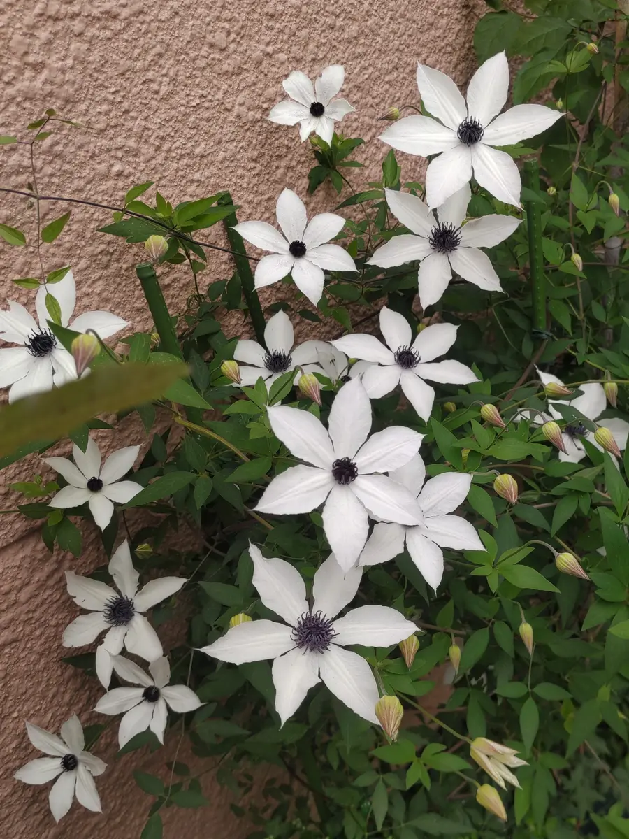 クレマチス　ホワイト・ライト ☆クレマチス☆ホワイト ライト☆4.5号鉢☆超希少☆12日以降発送