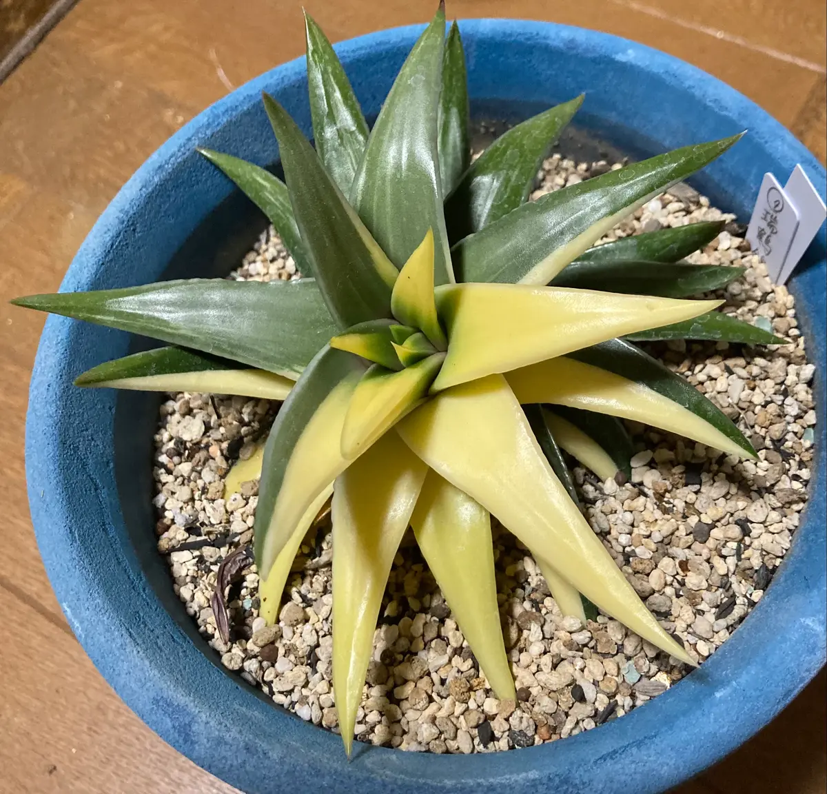 硬葉系ハオルチア/瑞鶴錦「ハオルチア」のアルバム-みんなの趣味の園芸