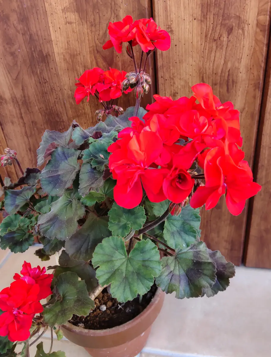 【メーカー直売】の商品をすべて 赤いゼラニウム 多数の花付き その他