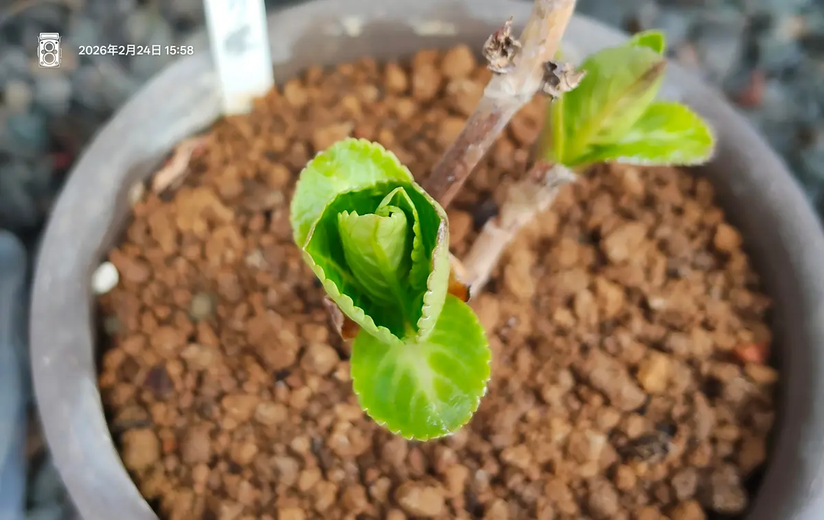 img_cache_a_75041_1_1771917809