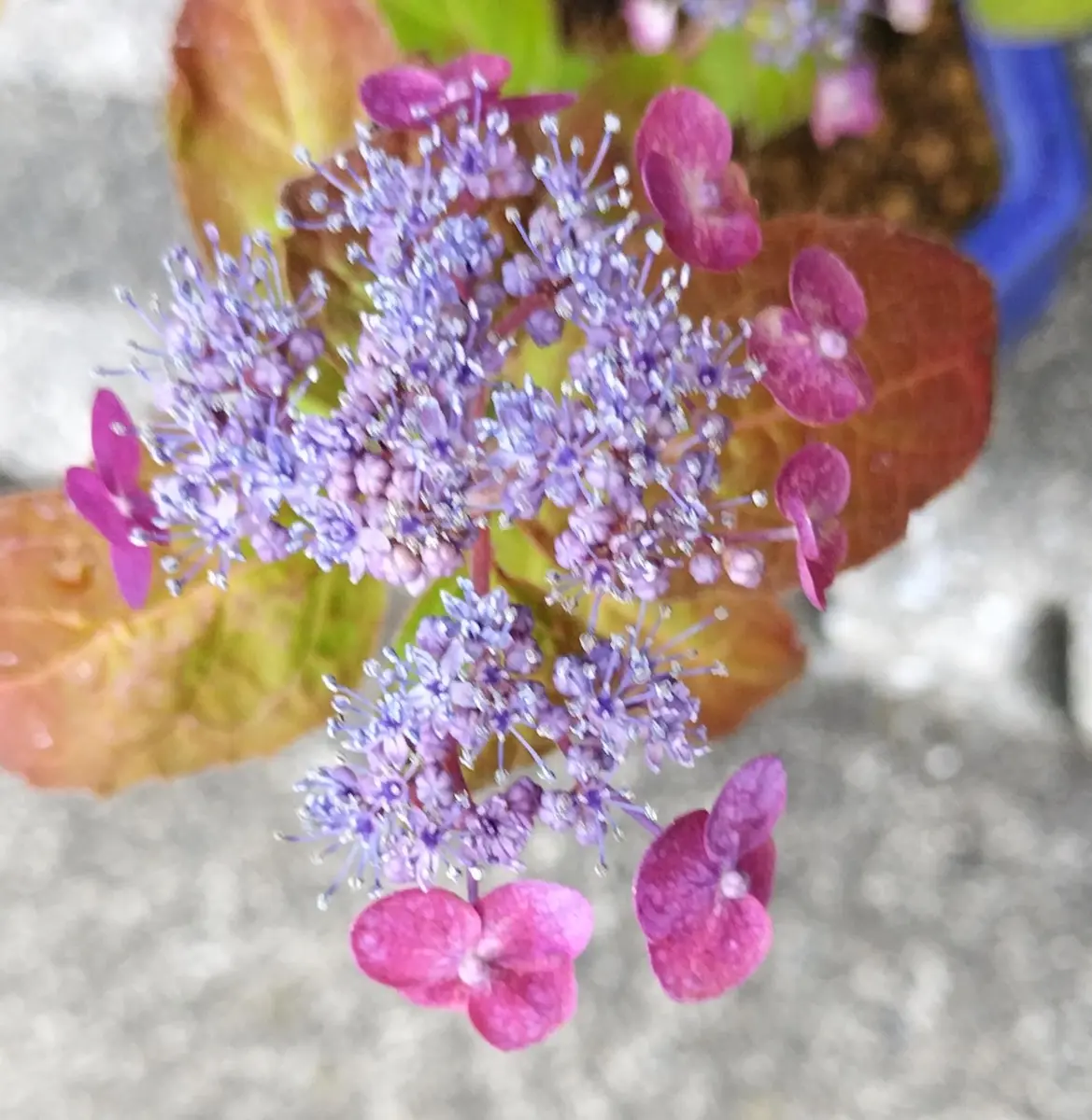 奥飛騨の虹 満開。「紫陽花の蕾と花」のアルバム-みんなの趣味の園芸