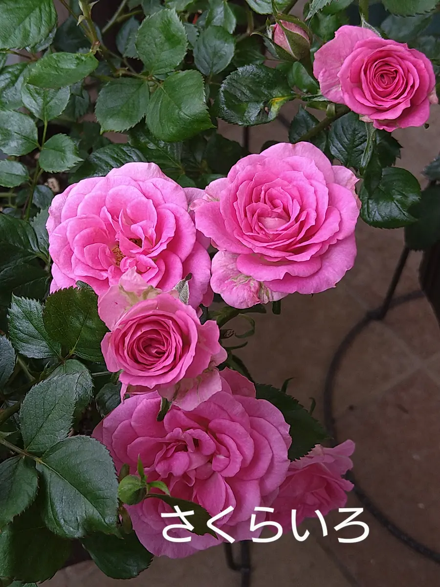 さくらいろ「わが家の薔薇」のアルバム-みんなの趣味の園芸2444102