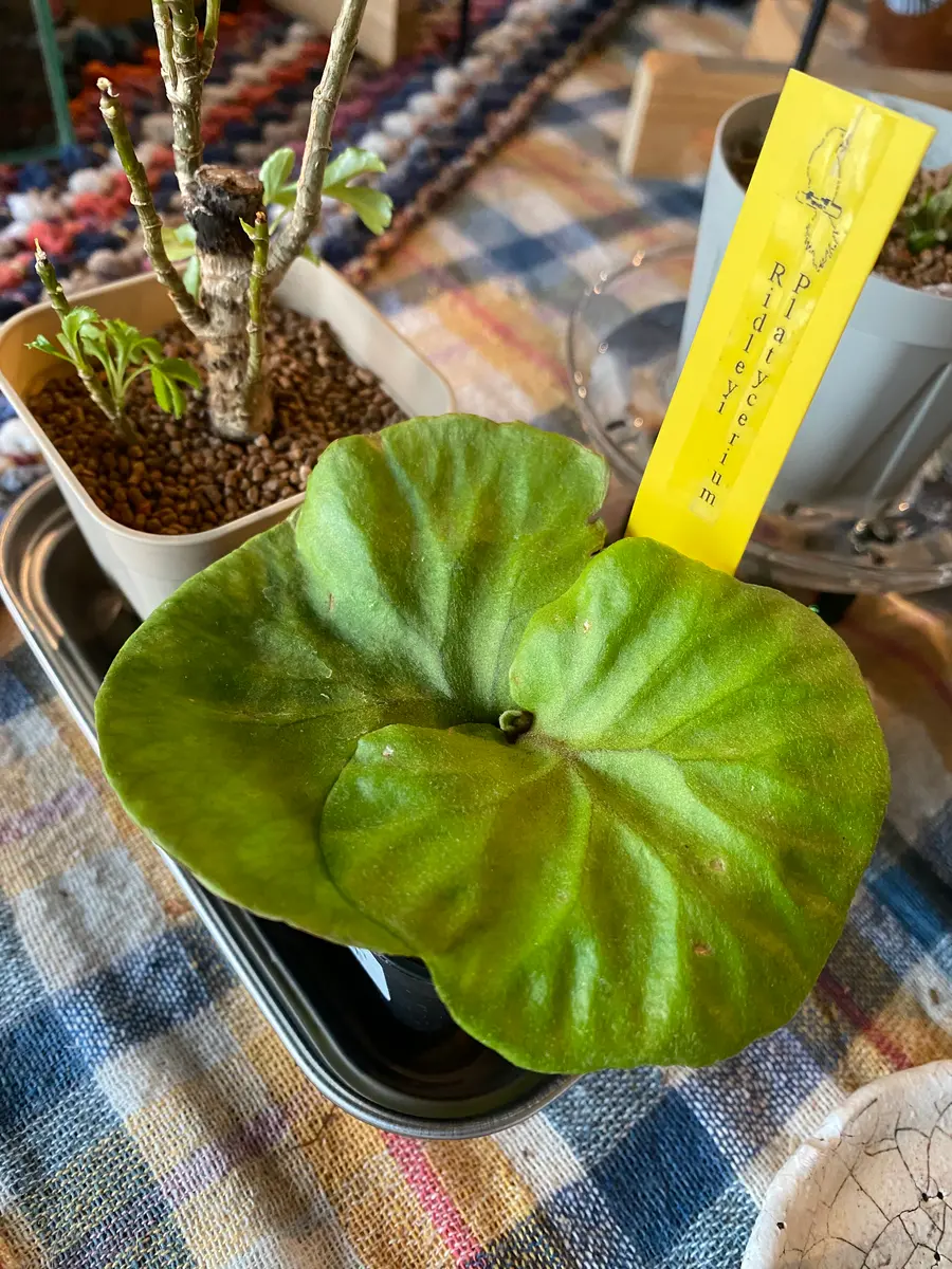 ビカクシダ リドレイ ⑥ ビカクシダ リドレイ コルク付けB ビカクシダ