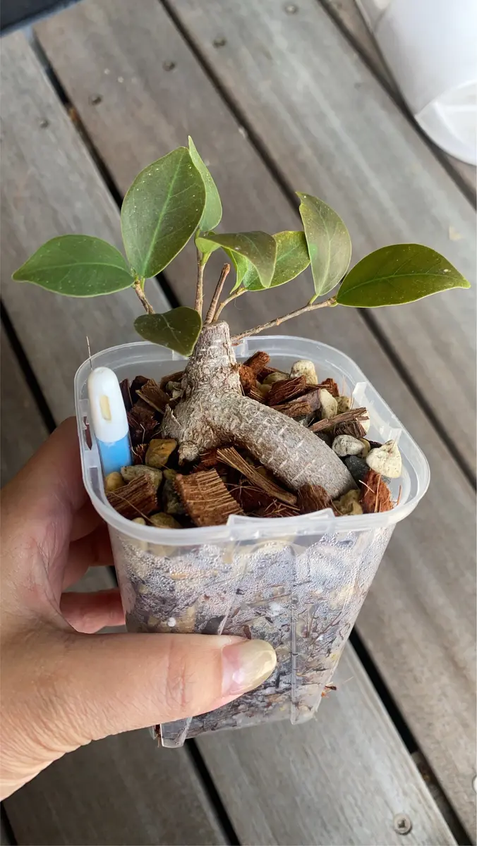 ガジュマルの写真-みんなの趣味の園芸2443852