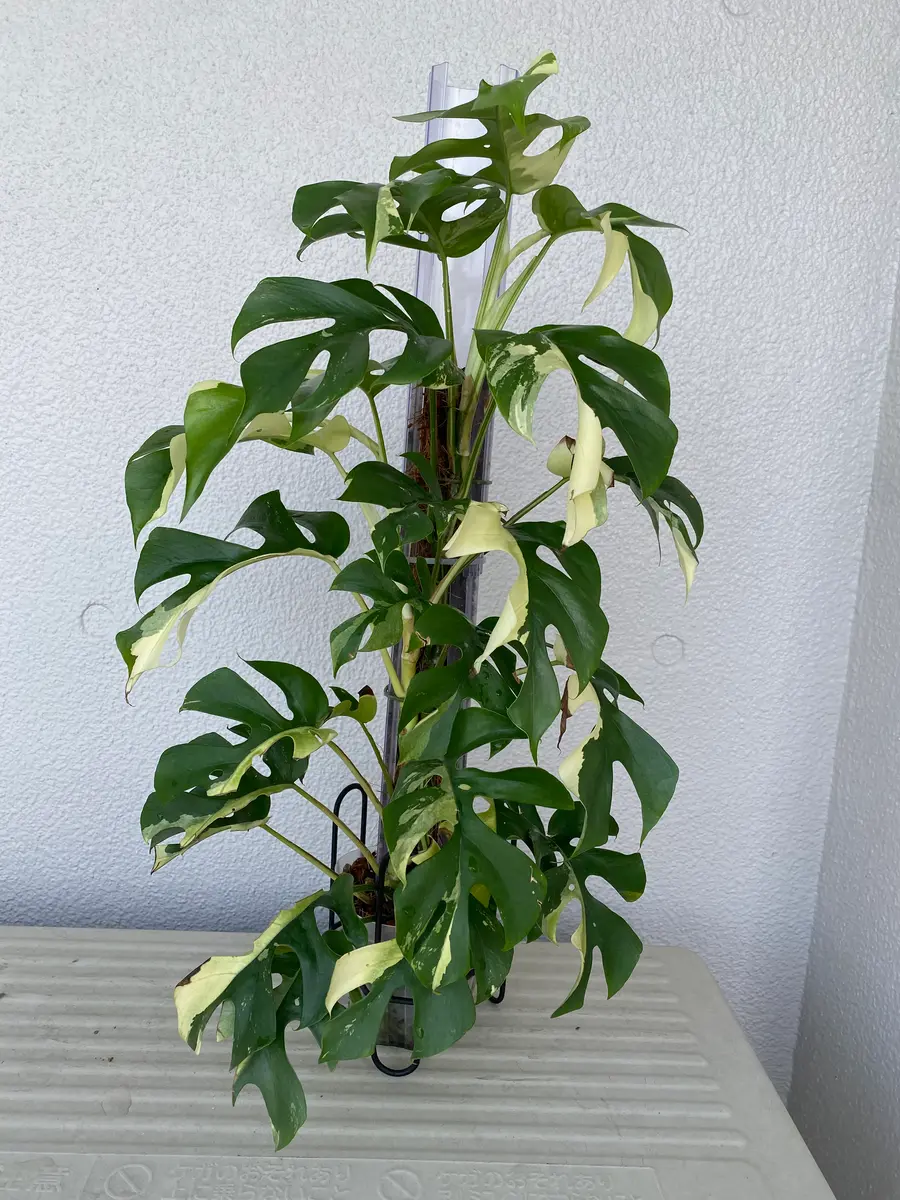 ヒメモンステラ 斑入り ヒメモンステラ斑入り・ラフィドフォラ テトラ