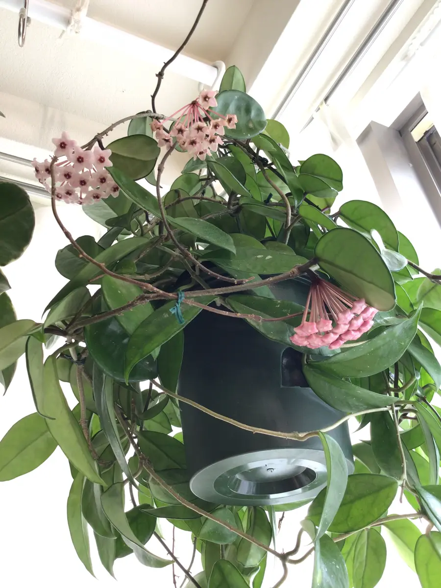 ホヤ（サクララン）の写真-みんなの趣味の園芸2495173