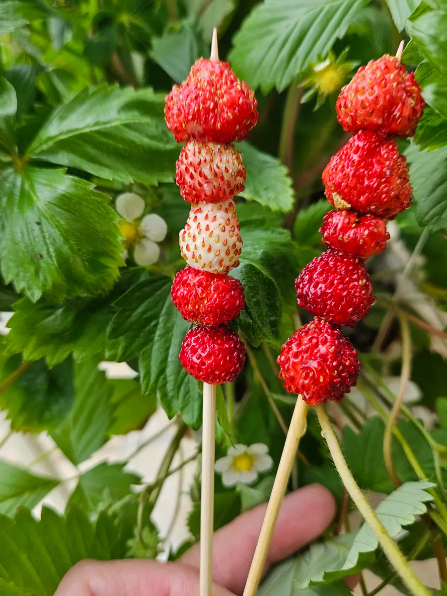 ワイルドストロベリーの写真-みんなの趣味の園芸2444618